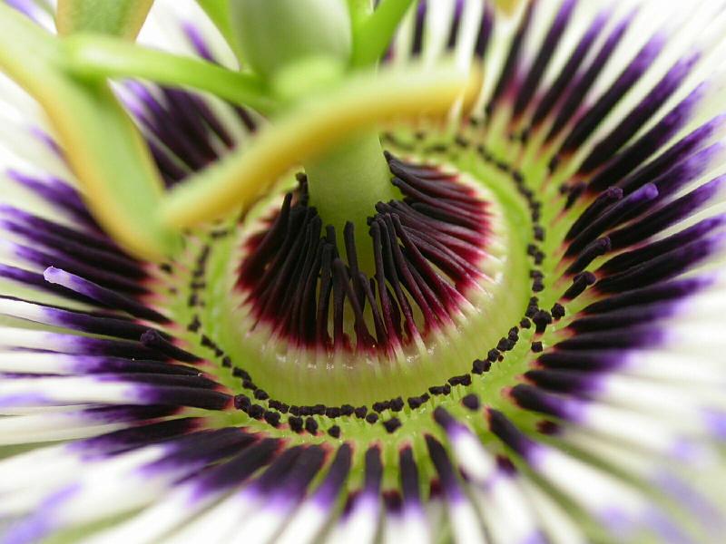 Passion Flower.jpg